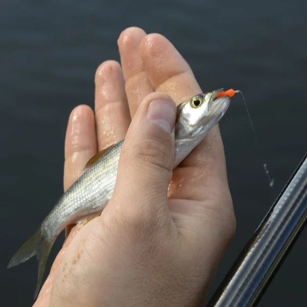 Cresta SPAGHETTI WORMS TOMATO RED - Afbeelding 3