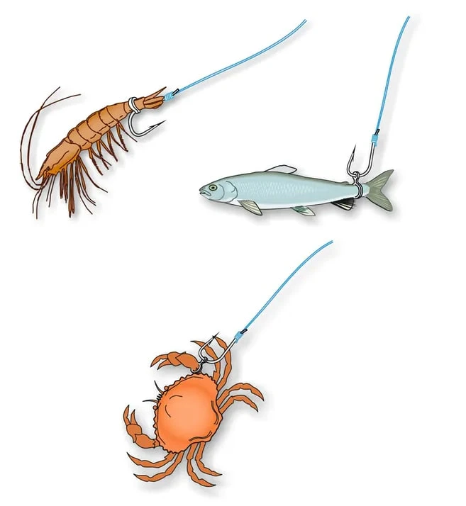 STONFO BAIT BANDS - 4 Opties - Afbeelding 4